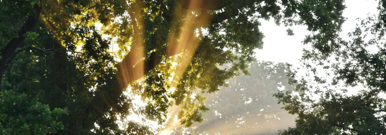 Sommer im Wald #3