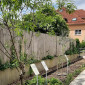 Ölbaum